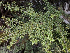 Coprosma pseudocuneata
