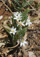 Ornithogalum