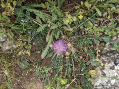 Centaurea raphanina mixta