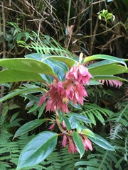 Nematanthus tessmannii