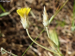 Catananche lutea