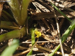 Catananche lutea