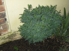 Ruta graveolens
