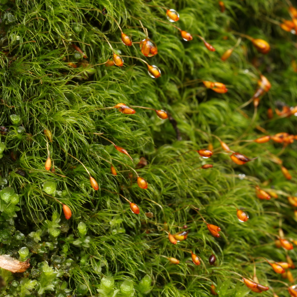 Silky Forklet-moss