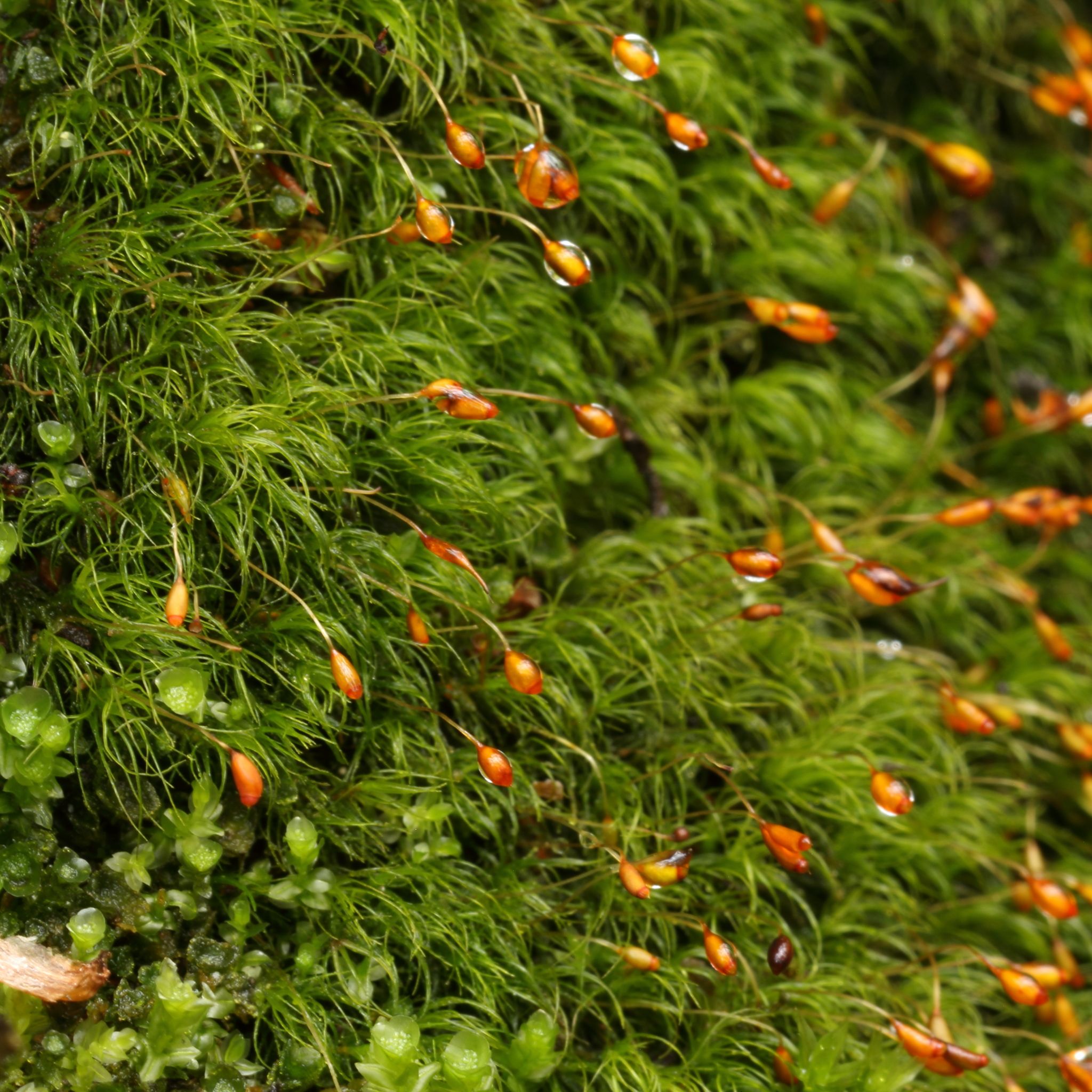 Dicranella heteromalla