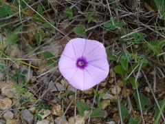 Convolvulus althaeoides