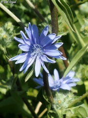 Cichorium endivia