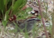 Spizella passerina