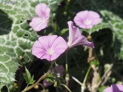 Convolvulus coelesyriacus