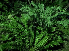 Encephalartos arenarius