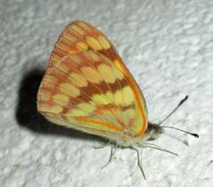 Colotis vesta