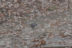 Sciurus carolinensis
