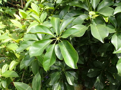 Heptapleurum ellipticum