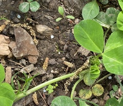 Trifolium stoloniferum