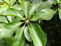 Heptapleurum ellipticum