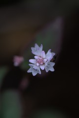 Persicaria nepalensis