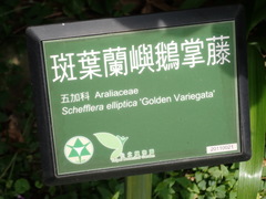 Heptapleurum ellipticum