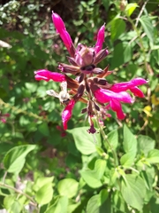 Salvia
