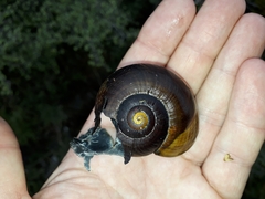Powelliphanta marchanti
