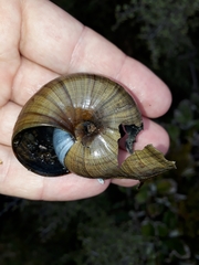 Powelliphanta marchanti