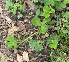 Trifolium stoloniferum