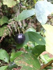 Passiflora porophylla