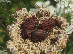 Tordylium trachycarpum