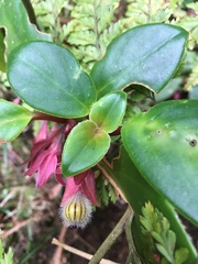 Nematanthus tessmannii