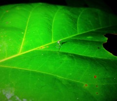 Phlebotominae