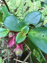 Nematanthus tessmannii