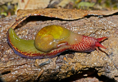Attenborougharion rubicundus