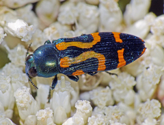Castiarina flavopicta
