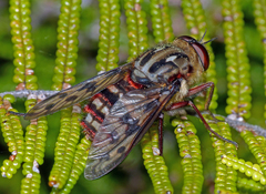Pelecorhynchus eristaloides
