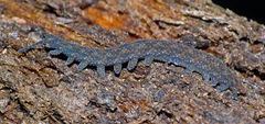 Ooperipatellus