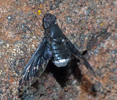 Anthrax maculatus