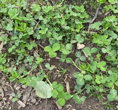 Trifolium stoloniferum