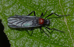 Plecia dimidiata