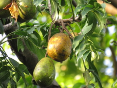 Spondias dulcis