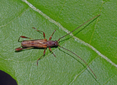 Mecynopus cothurnatus