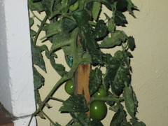 Solanum lycopersicum