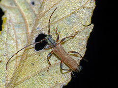 Nenenia aurulenta