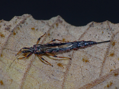 Idolothrips spectrum