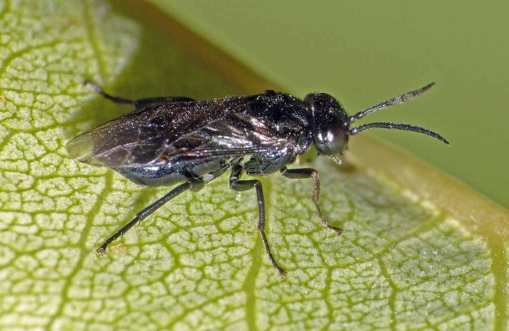 Cherry Slug Sawfly