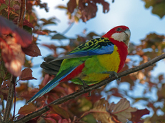 Platycercus eximius diemenensis