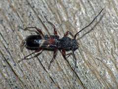 Ectosticta ornata