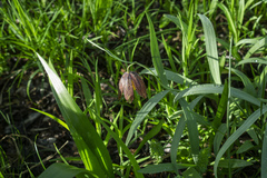 Fritillaria montana