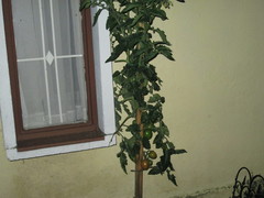 Solanum lycopersicum