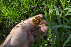 Fritillaria montana