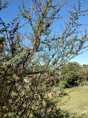 Mimosa farinosa