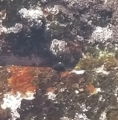 Parvulastra dyscrita